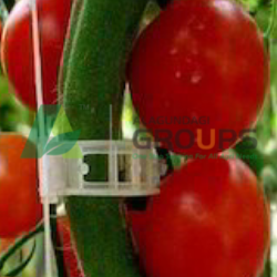 Alagundagi groups our product tomato clip
