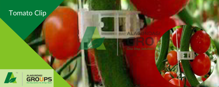 Alagundagi groups our product Tomato/Creeper clip
