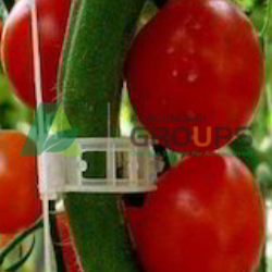 Alagundagi Groups  Tomato Clip