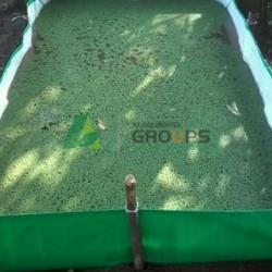 Alagundagi Groups  Azolla Bed, Mosquito fern, Duckweed fern, Fairy Moss And Water Fern