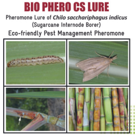 Alagundagi Groups  Sugarcane Internode Borer