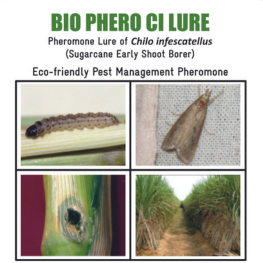 Alagundagi Groups  Sugarcane Early Shoot Borer 