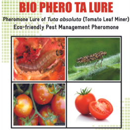 Alagundagi Groups  Tomato Leaf Miner