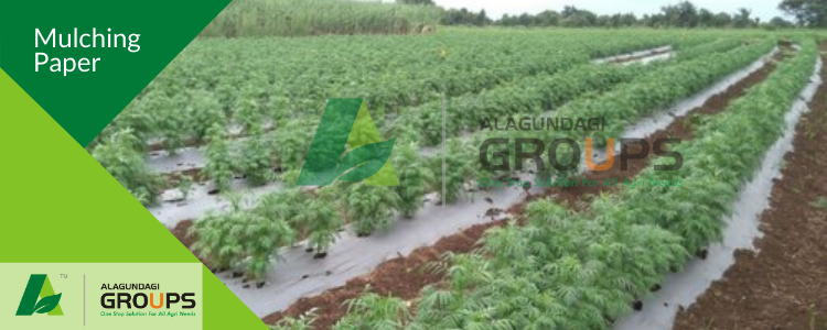 Alagundagi Groups  Mulching Paper