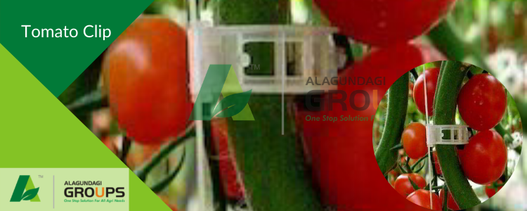 Alagundagi Groups  Tomato Clip