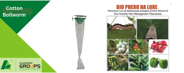 Alagundagi Groups Cotton Bollworm