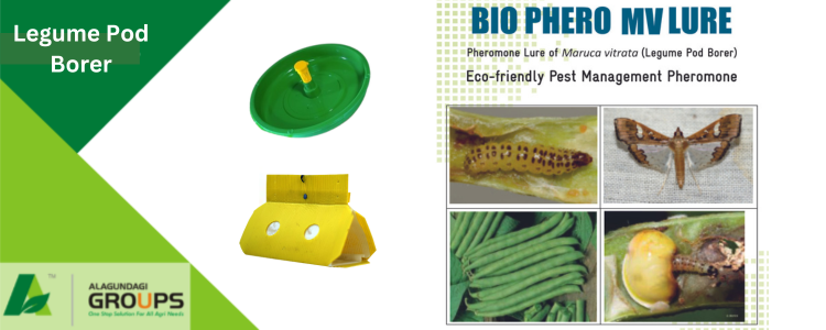 Alagundagi Groups  Legume Pod