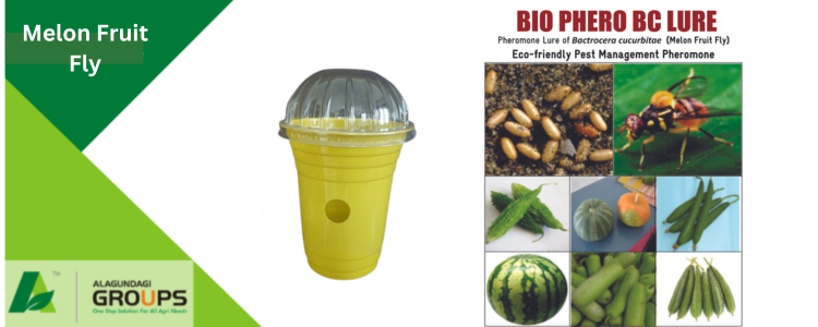 Alagundagi Groups Melon Fruit Fly