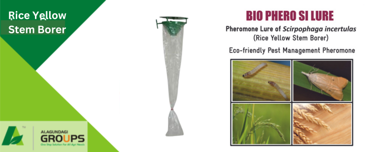 Alagundagi Groups Rice Yellow Steam Borer