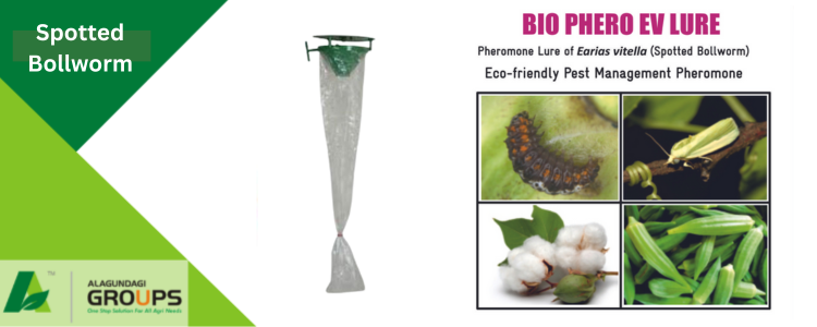 Alagundagi Groups spotted-bollworm
