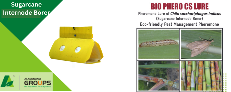Alagundagi Groups Internode Borer